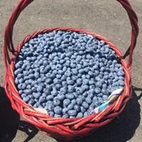 bluberry basket.jpg