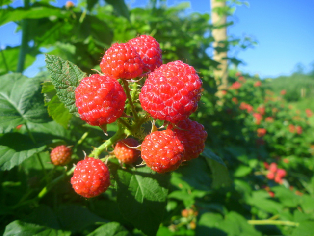raspberry closeup.png