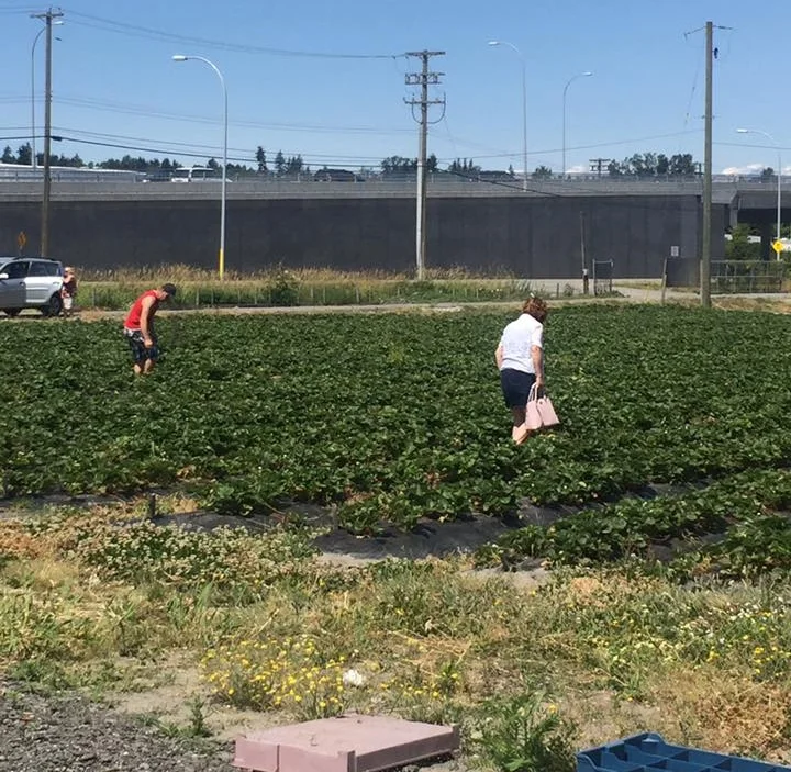 strawberry upick.jpg