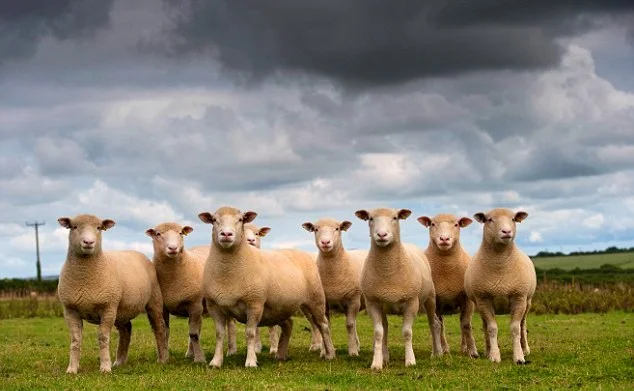 CLOUD AND SHEEP.jpg