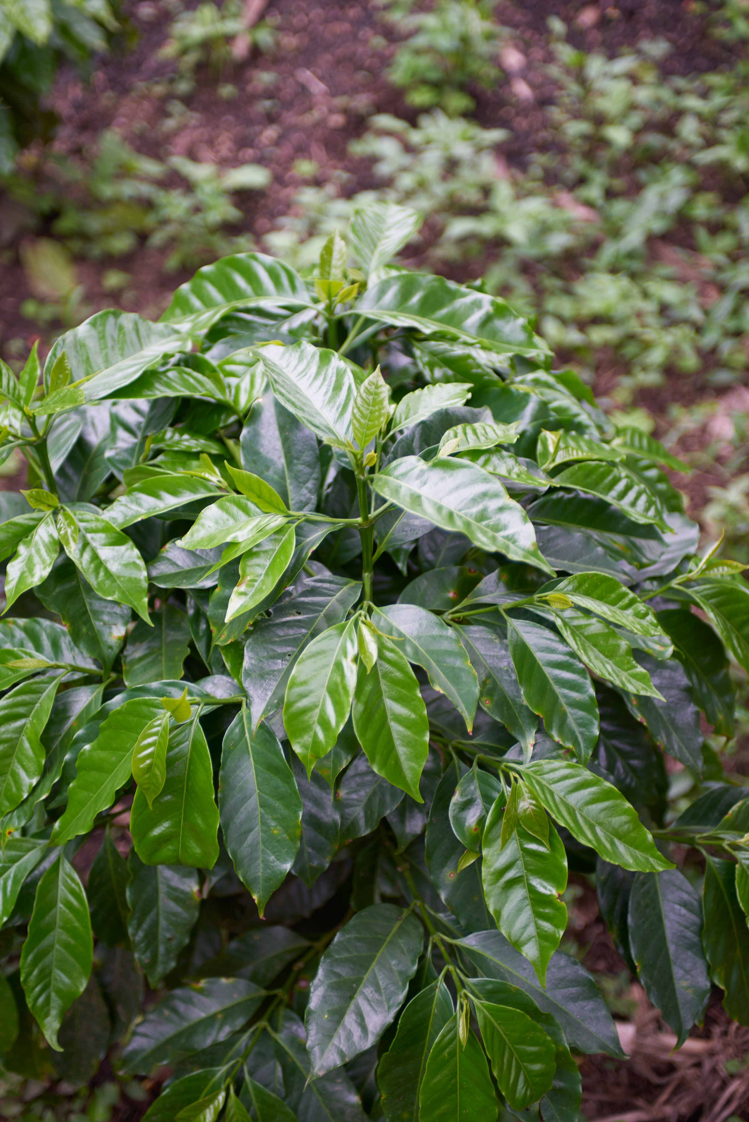 Finca El Nivel 1.jpg