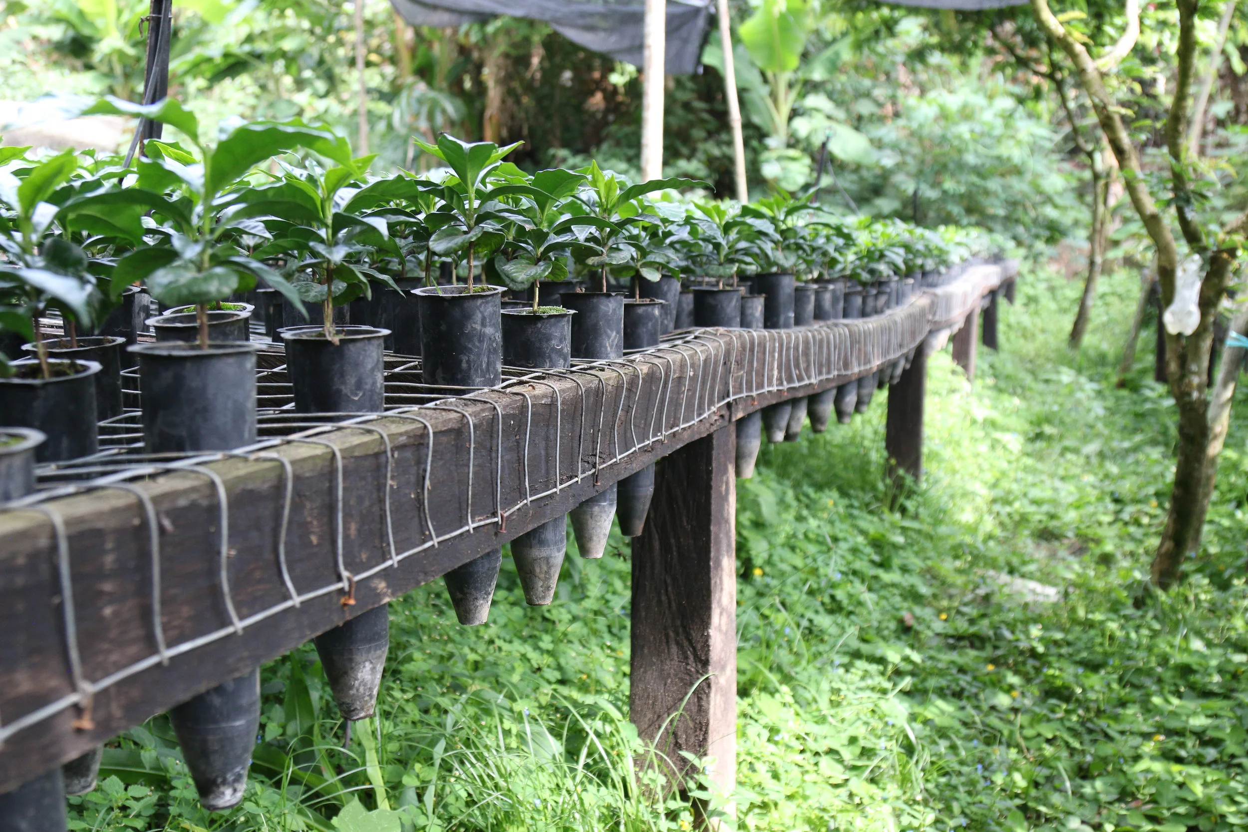 cafeimportsmexicoar-3.jpg
