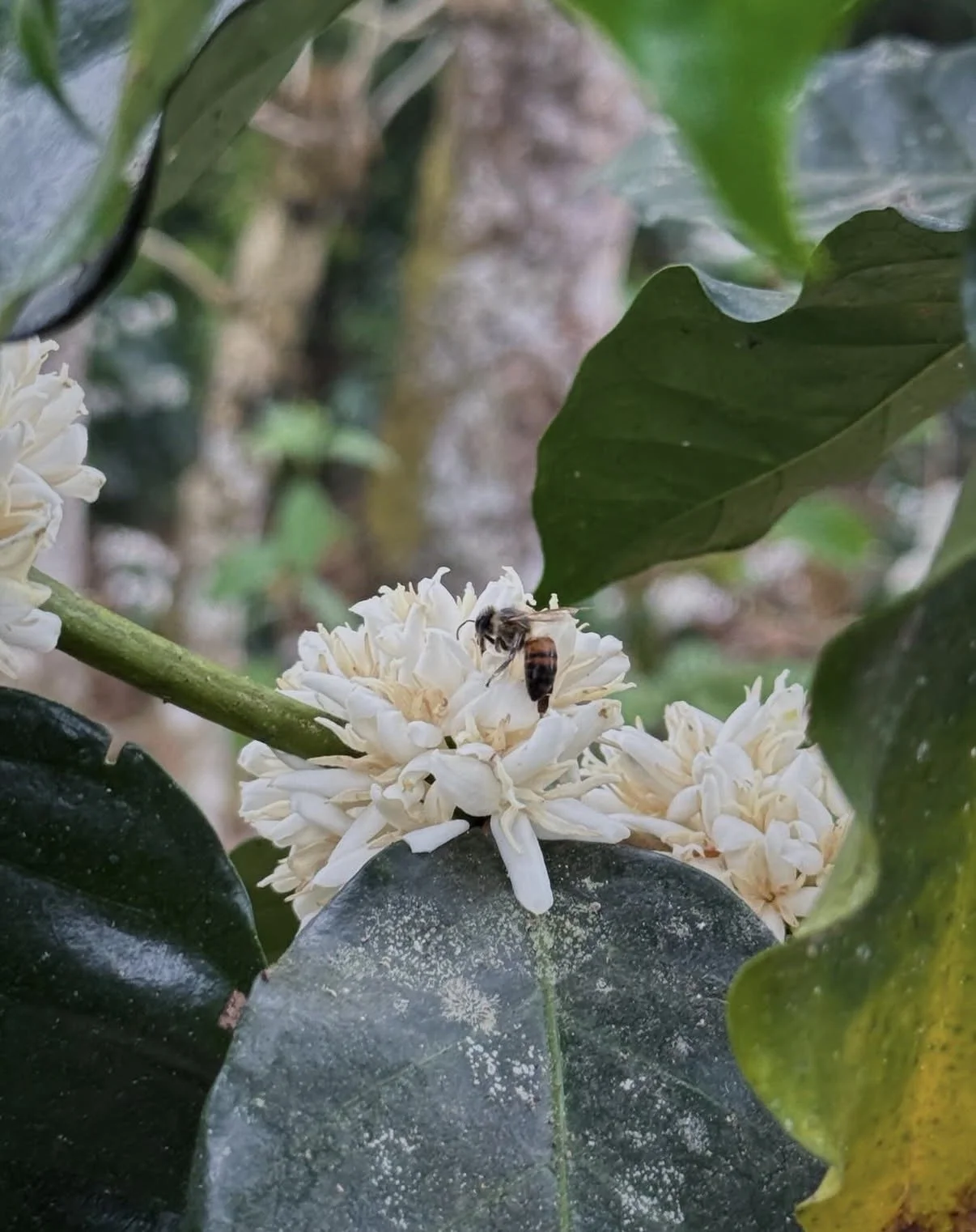 IMG_2951.jpeg