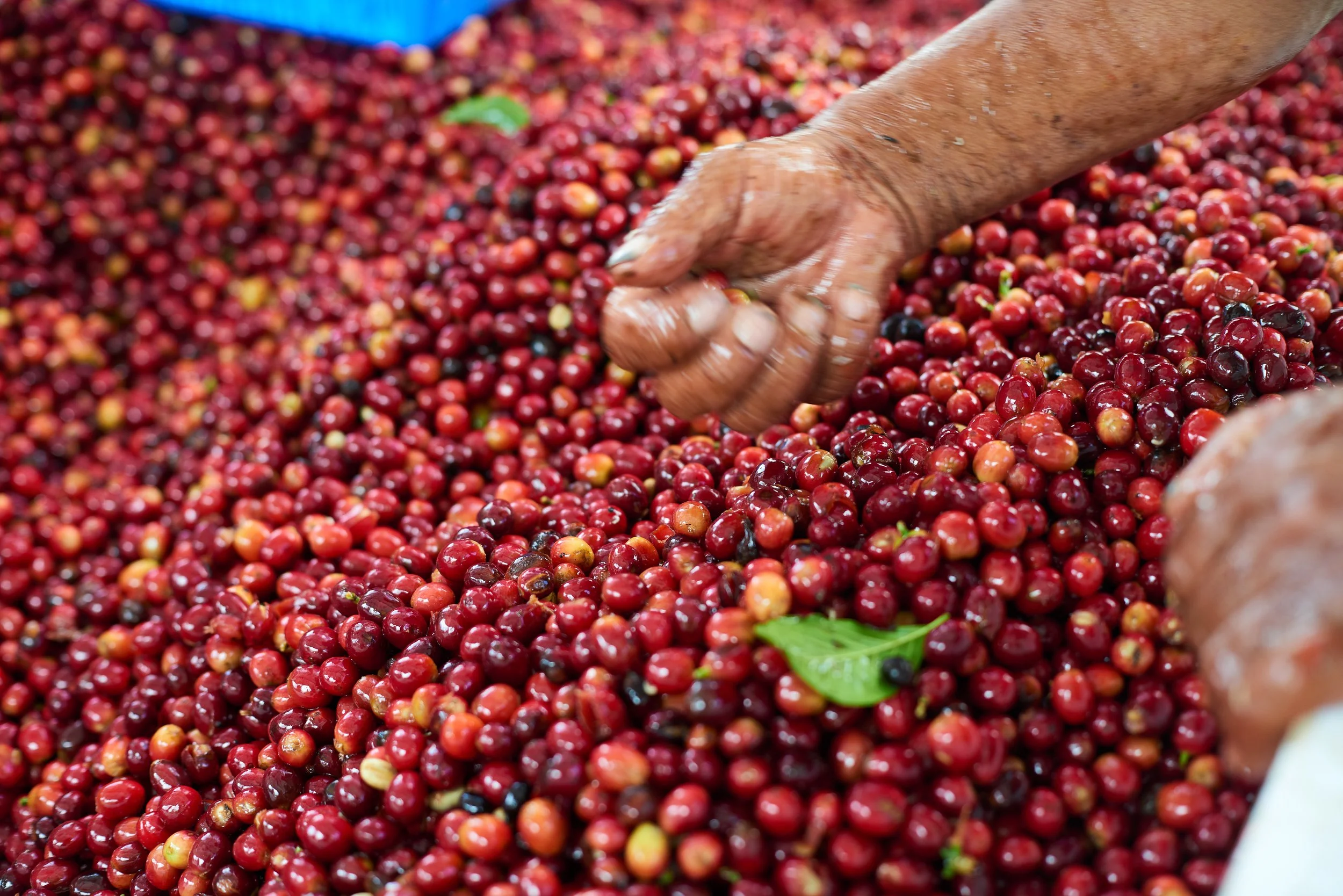 cafeimportsecuadorvp-19.jpg
