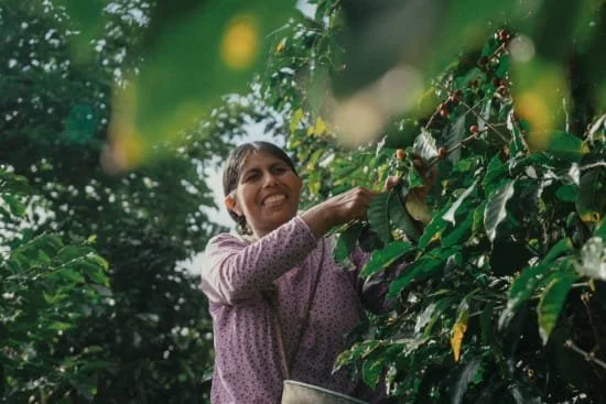 Cafe_Imports_Bolivia_Cooperativa_Alijiri-2-2026-04-23-215940.jpg