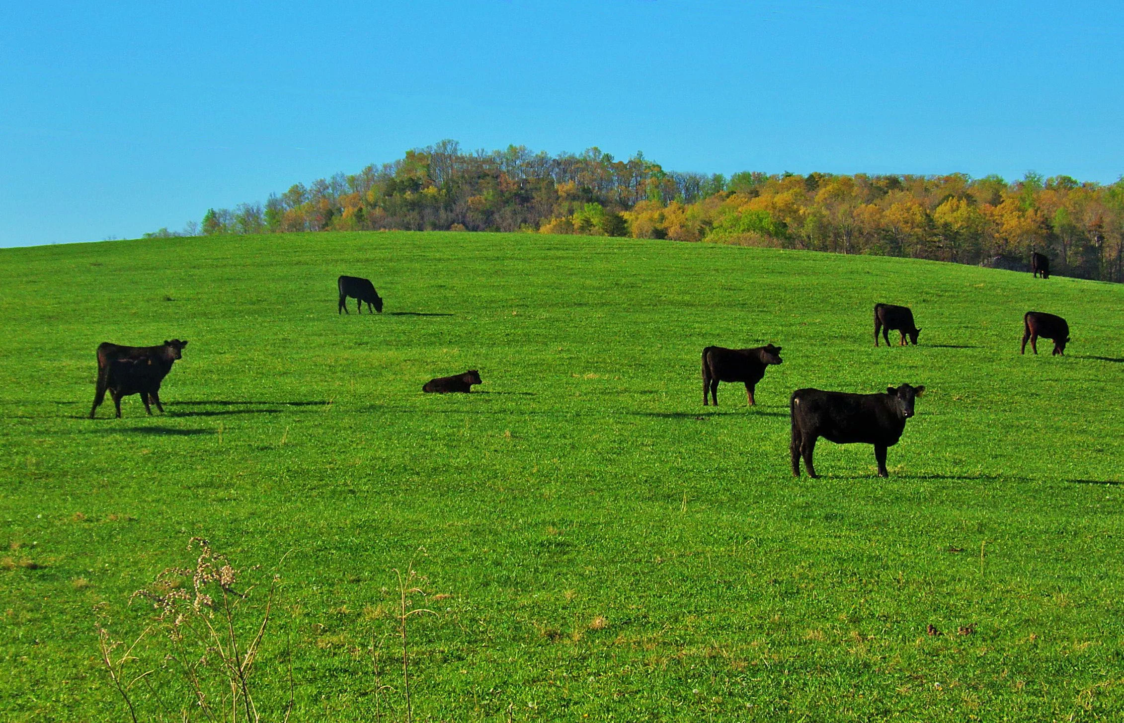 cows-grazing.jpg