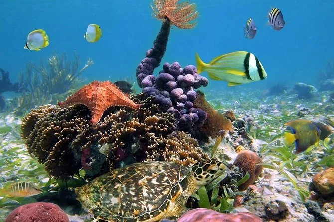bocas coral reef.jpg