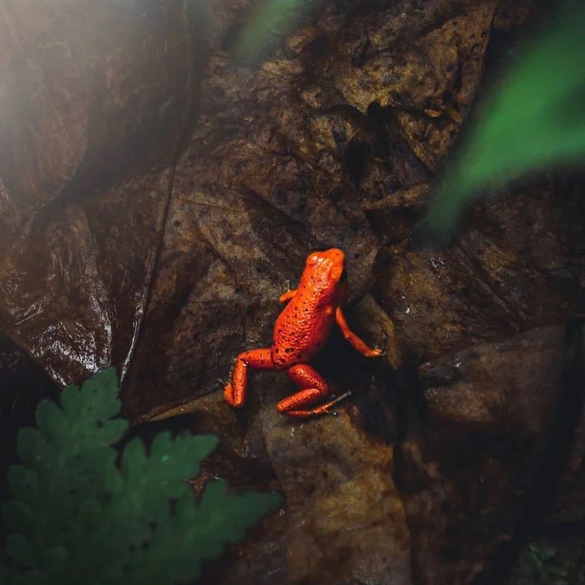red frog.jpg