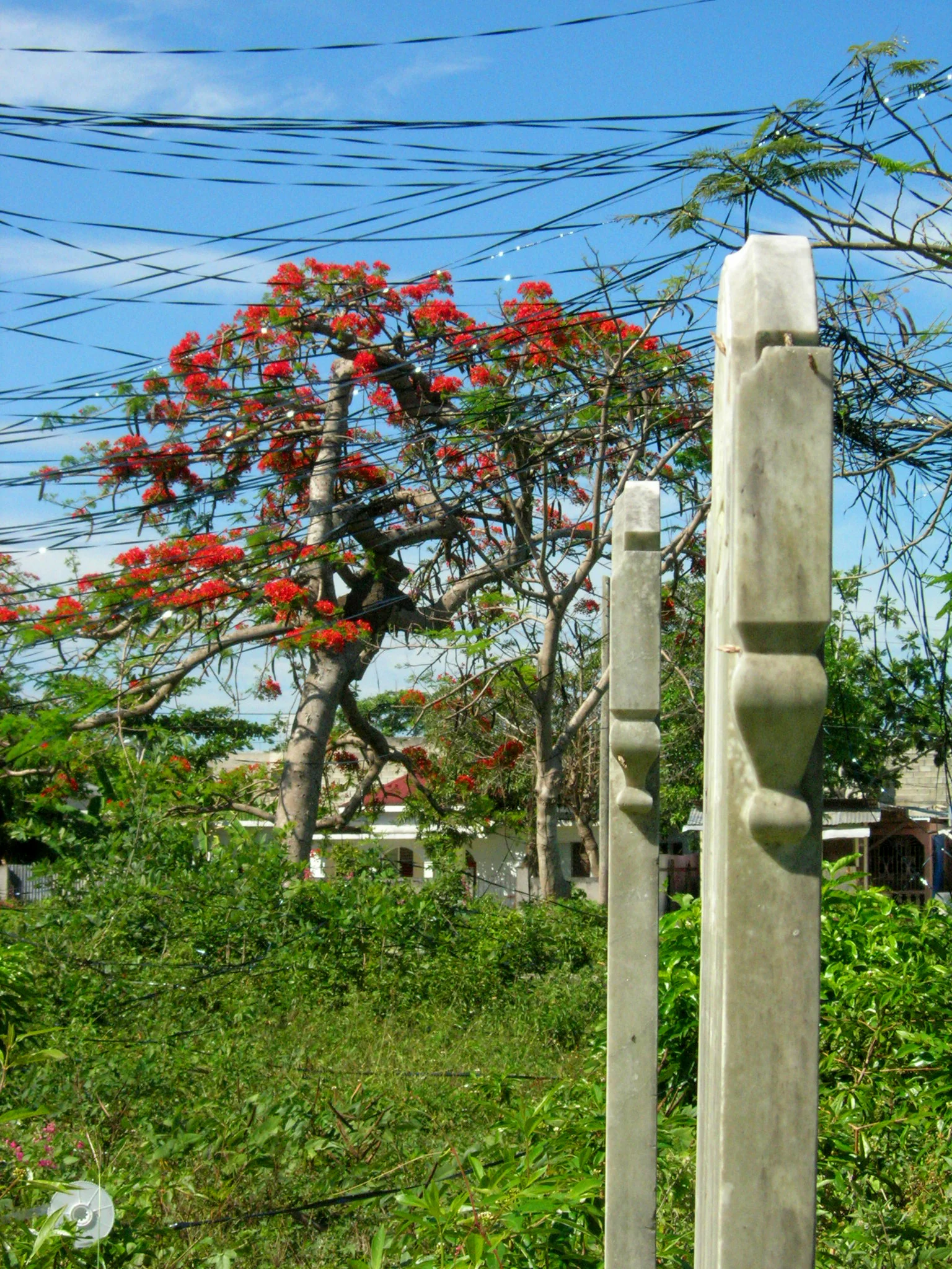 Jamaica 016.jpg