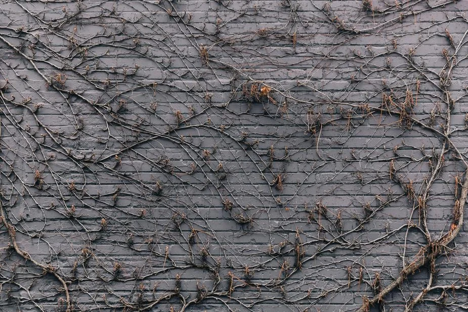 purple-brick-wall-covered-in-vines-texture_925x.jpg