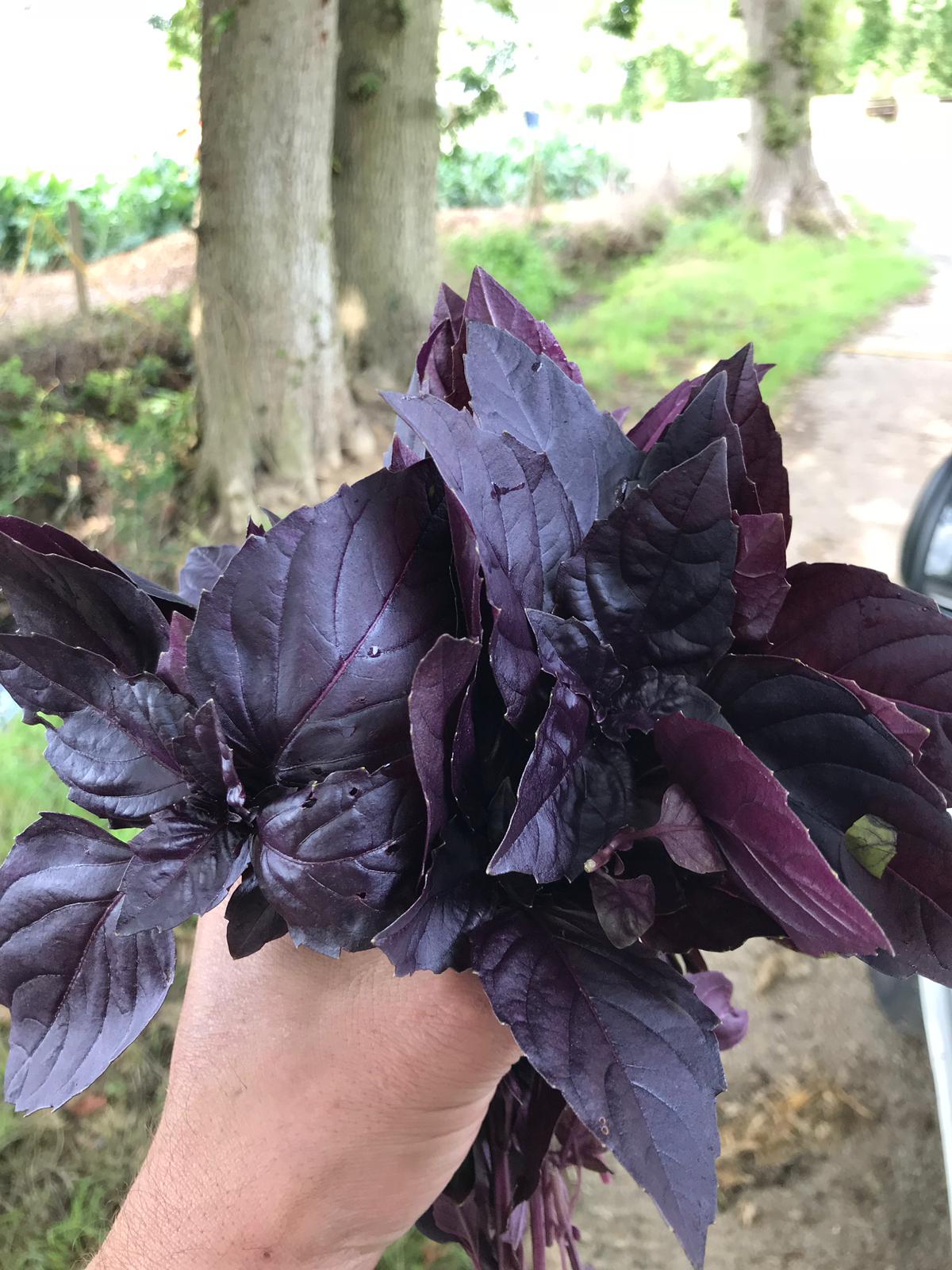Purple Basil