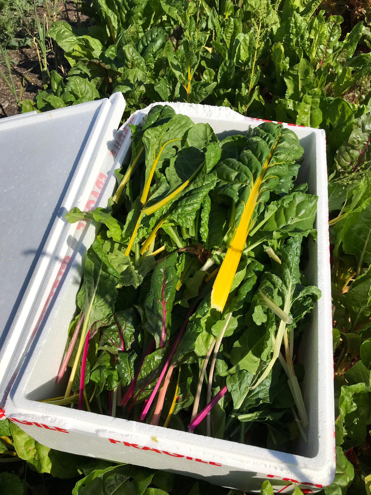 Swiss Chard