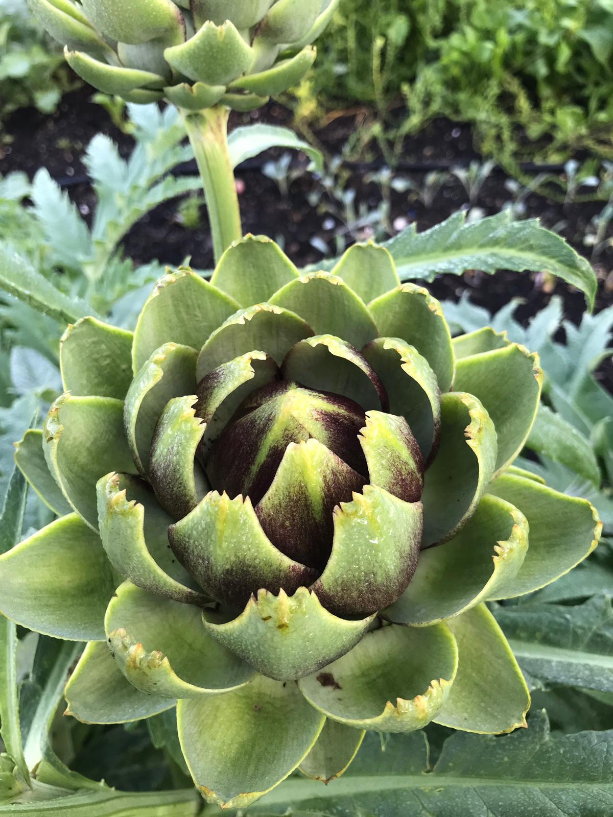 Artichoke