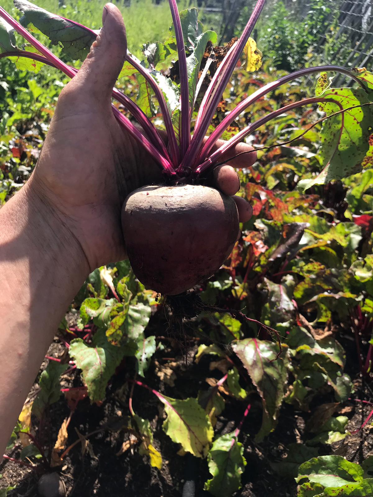 Ruby Beetroot