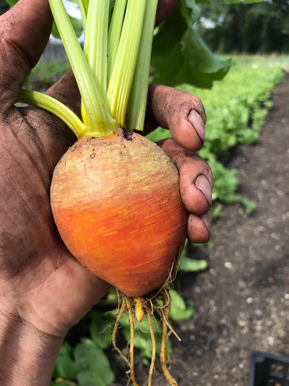 Golden Beetroot