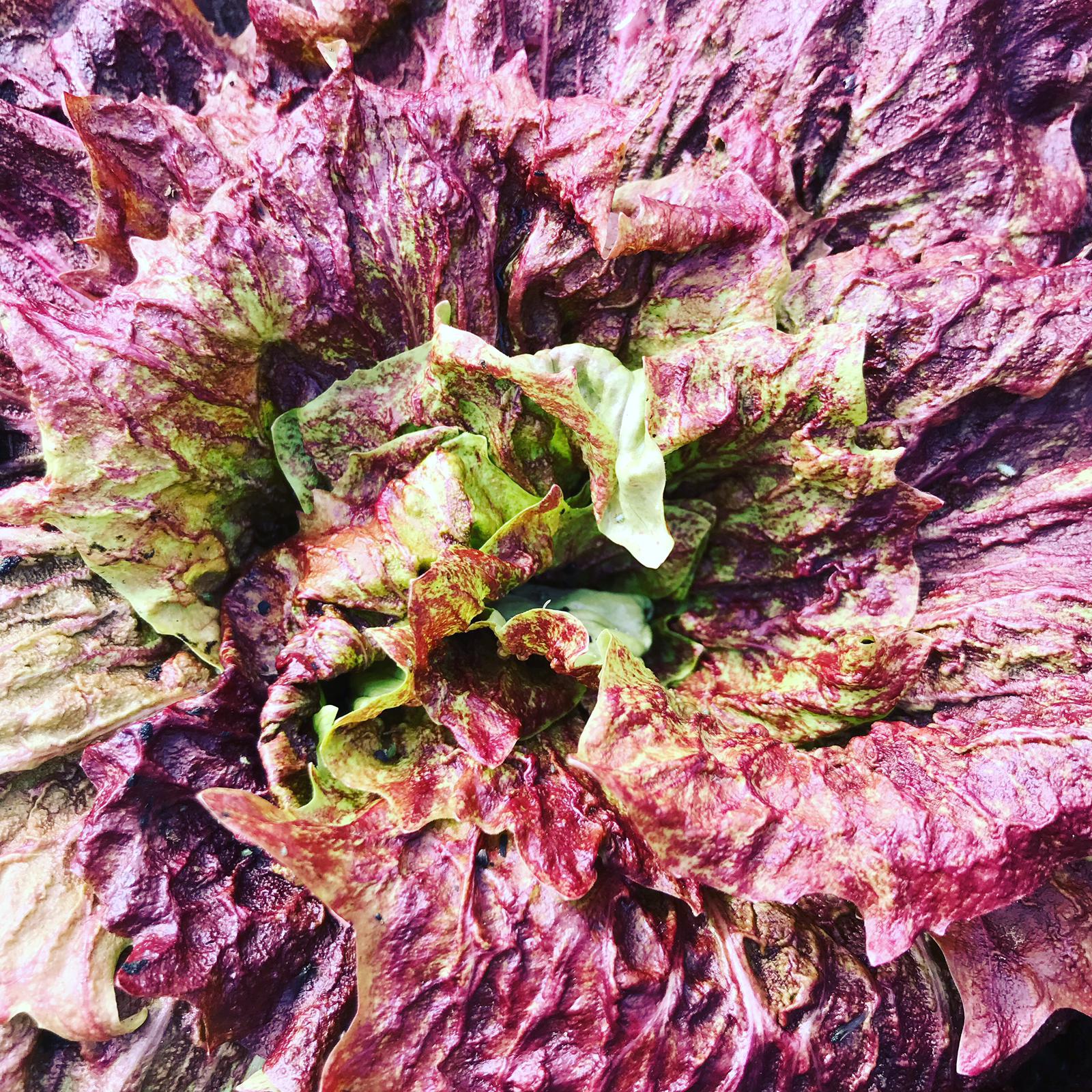 Chicory