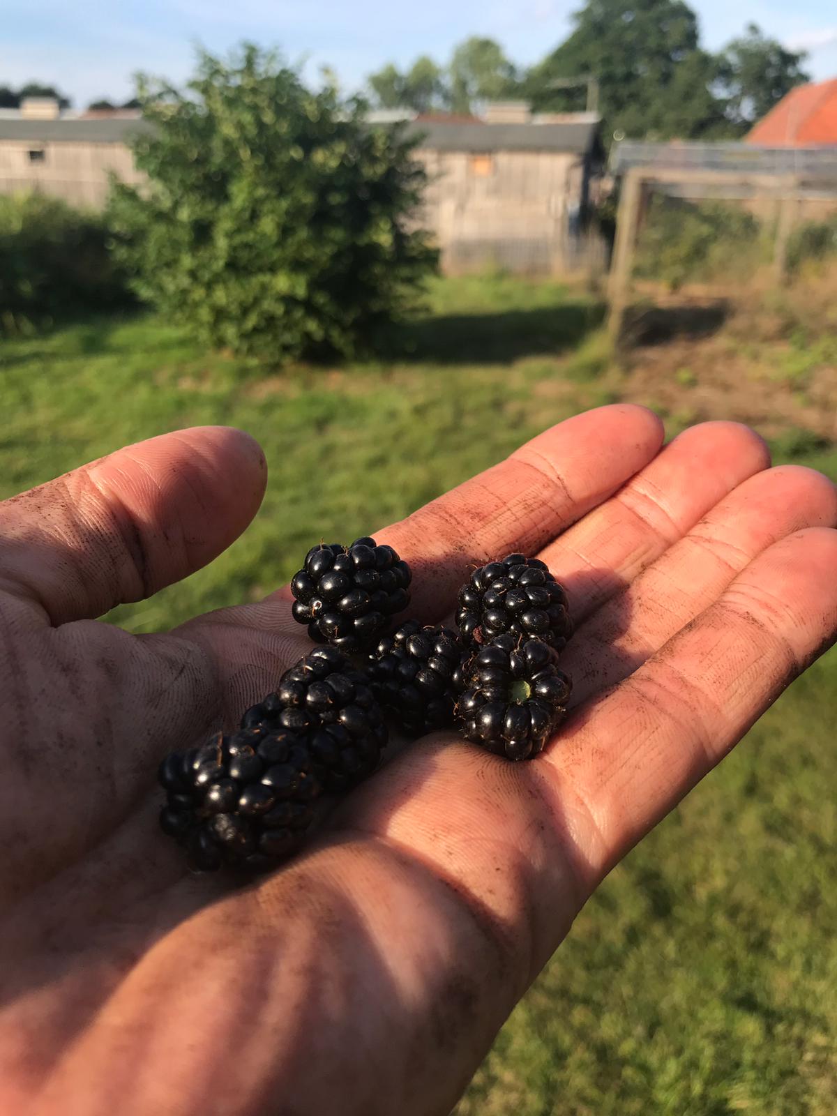 Blackberries from farm hedgerows