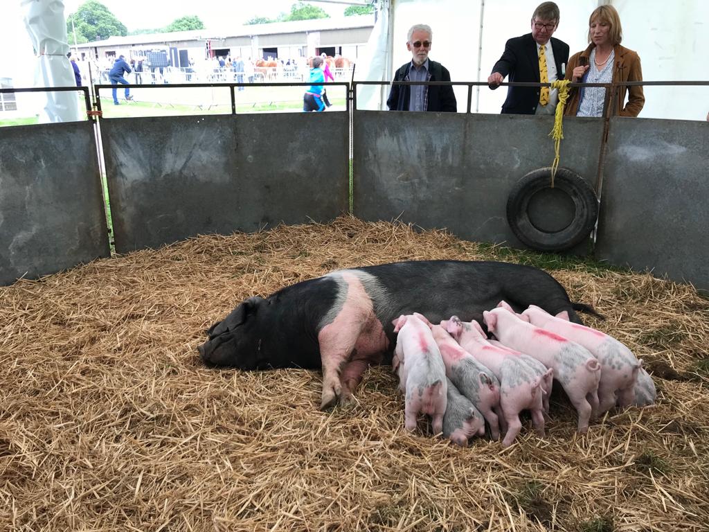 Partnering with Oathall Community College at The South of England Show