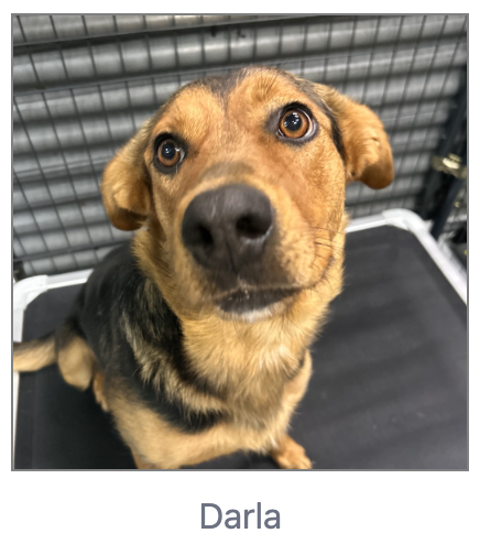 Darla