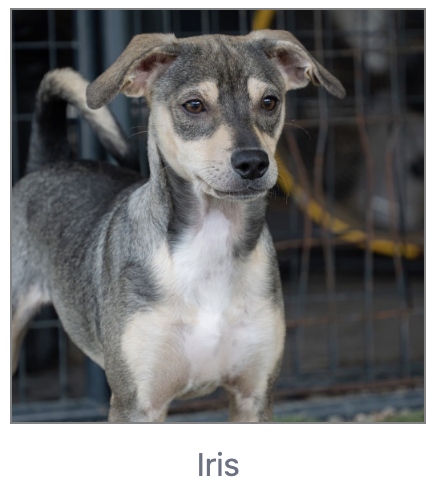Iris