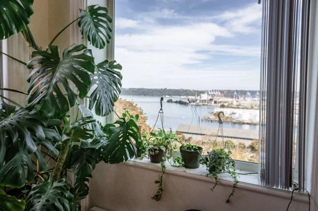 Indoor scene with large green Monstera plant and smaller potted plants on windowsill overlooking a river and cityscape with boats and buildings