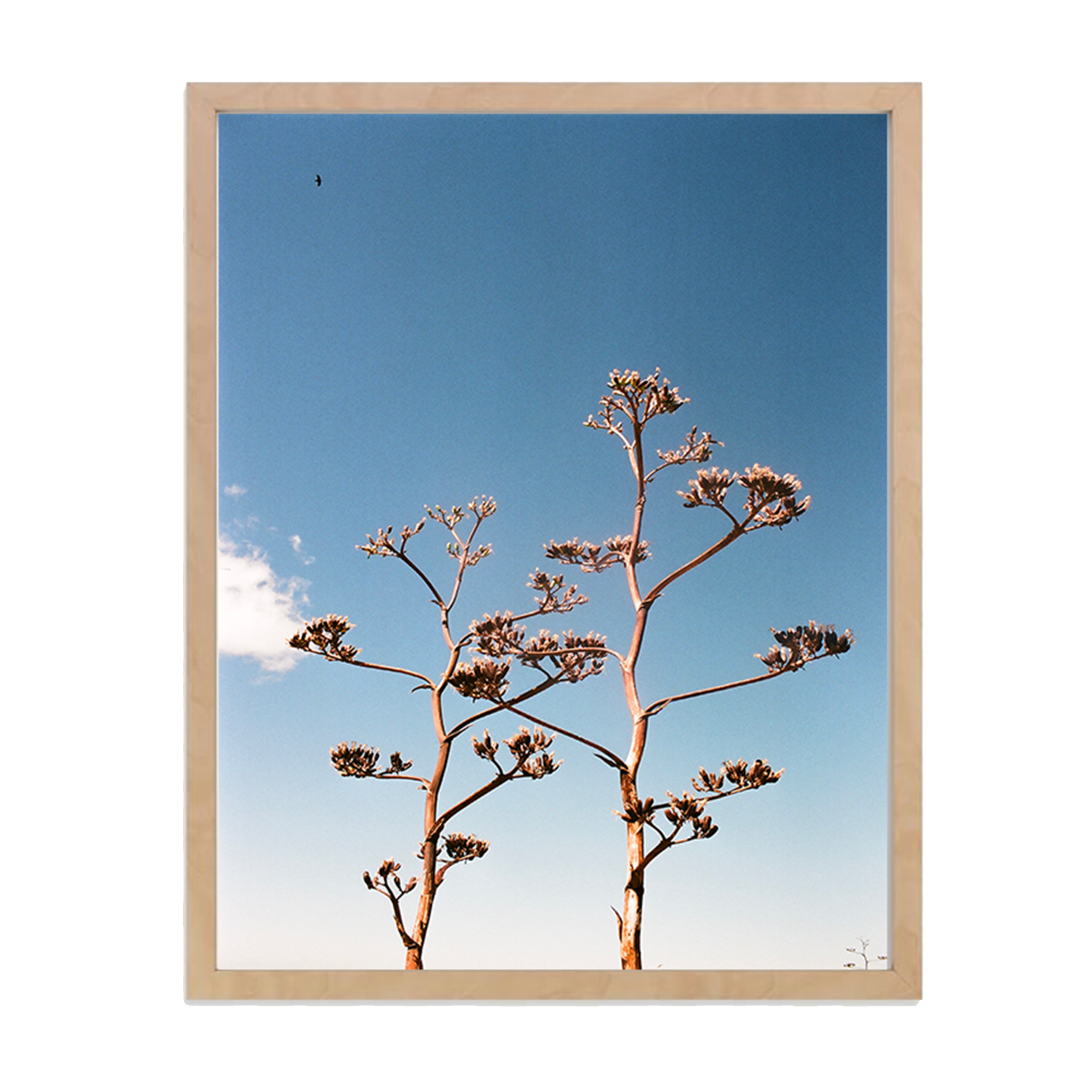 16x24 Framed Print  - "In Bloom"