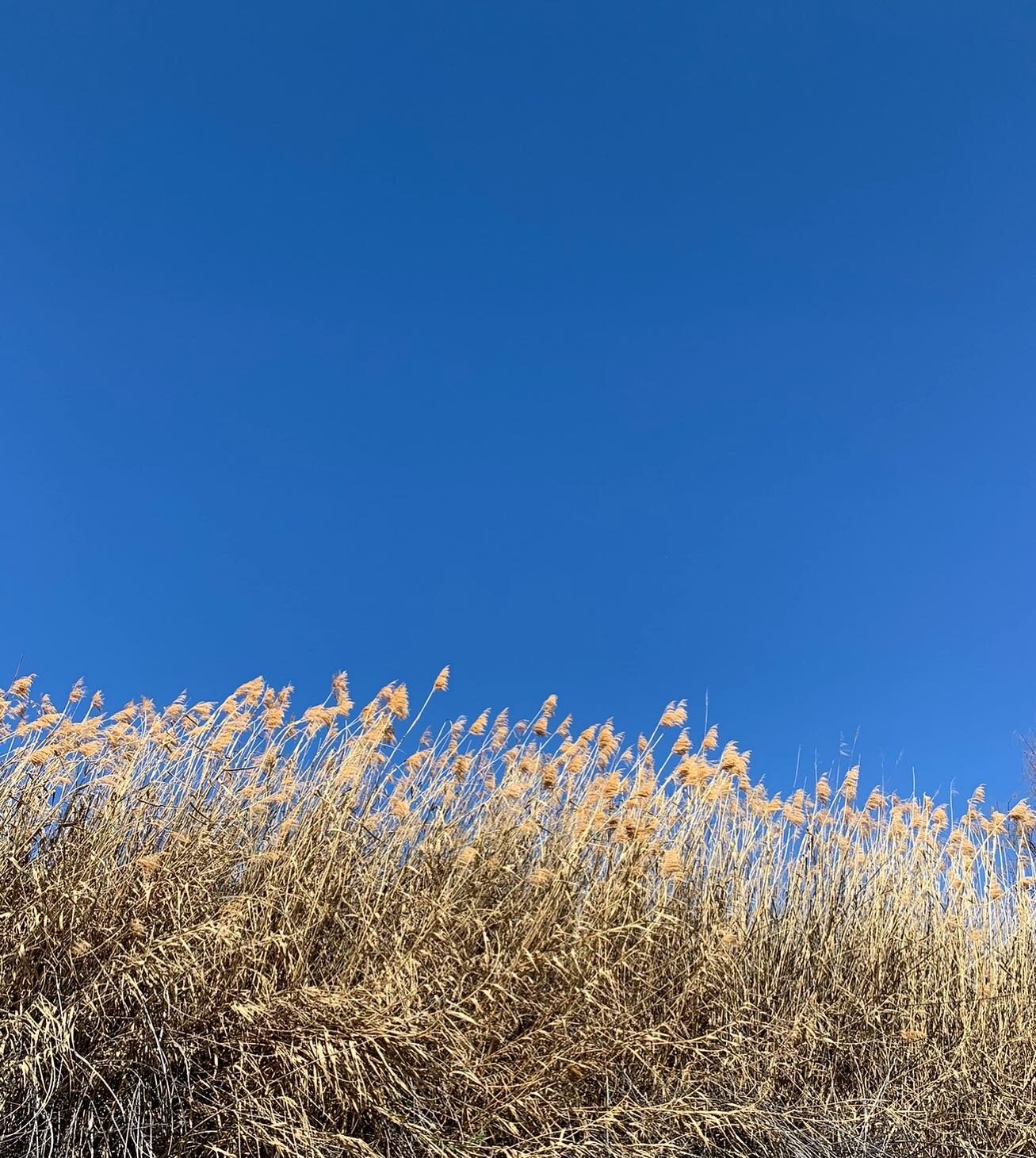 One of the best sounds on earth. These. Blowing in the wind while canoeing down the Rio Grande River. Or  sitting on a rock in the Rio while taking a dip mid drive.