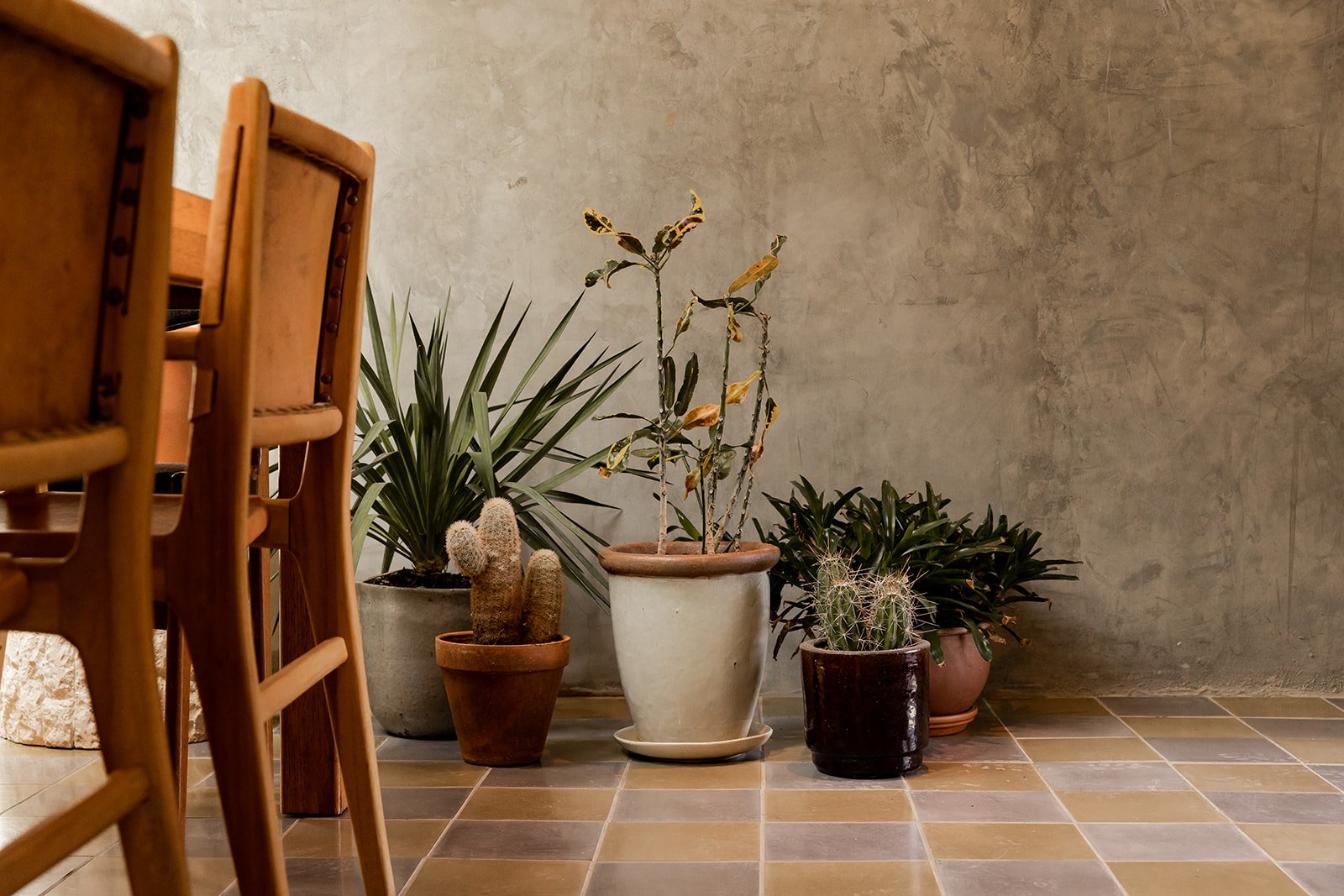 a closeup of the dining room's native plant collection