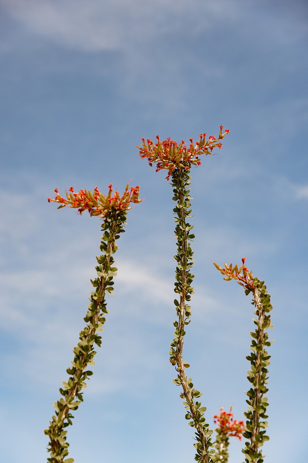 the springtime ocotillo blooms are a must-see