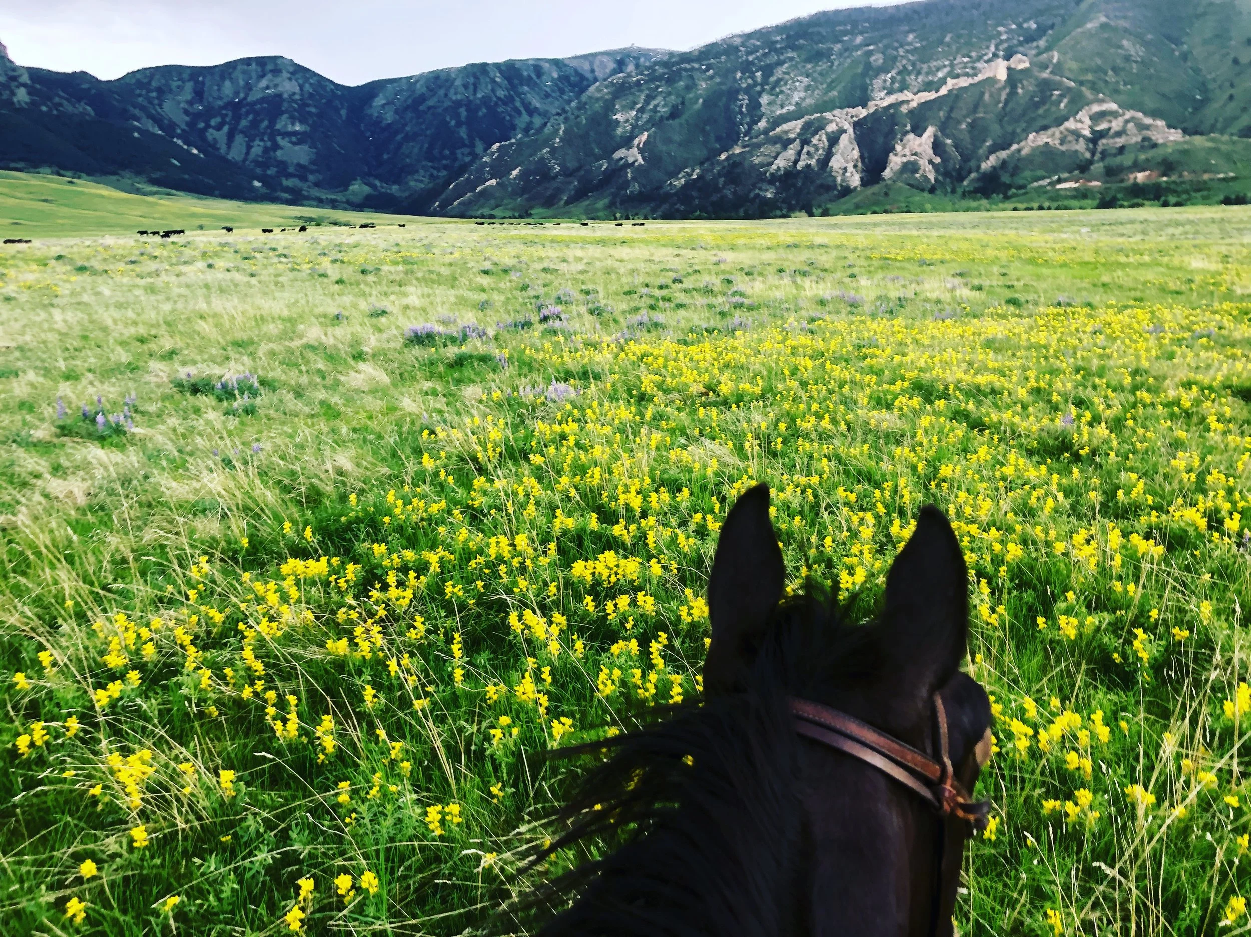 Contribute to the Cloud Peak Scholarship Fund