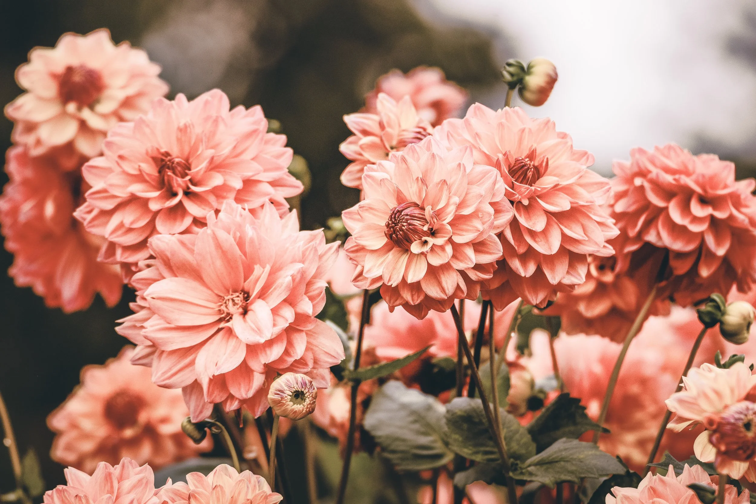 Chester Hometown Florist