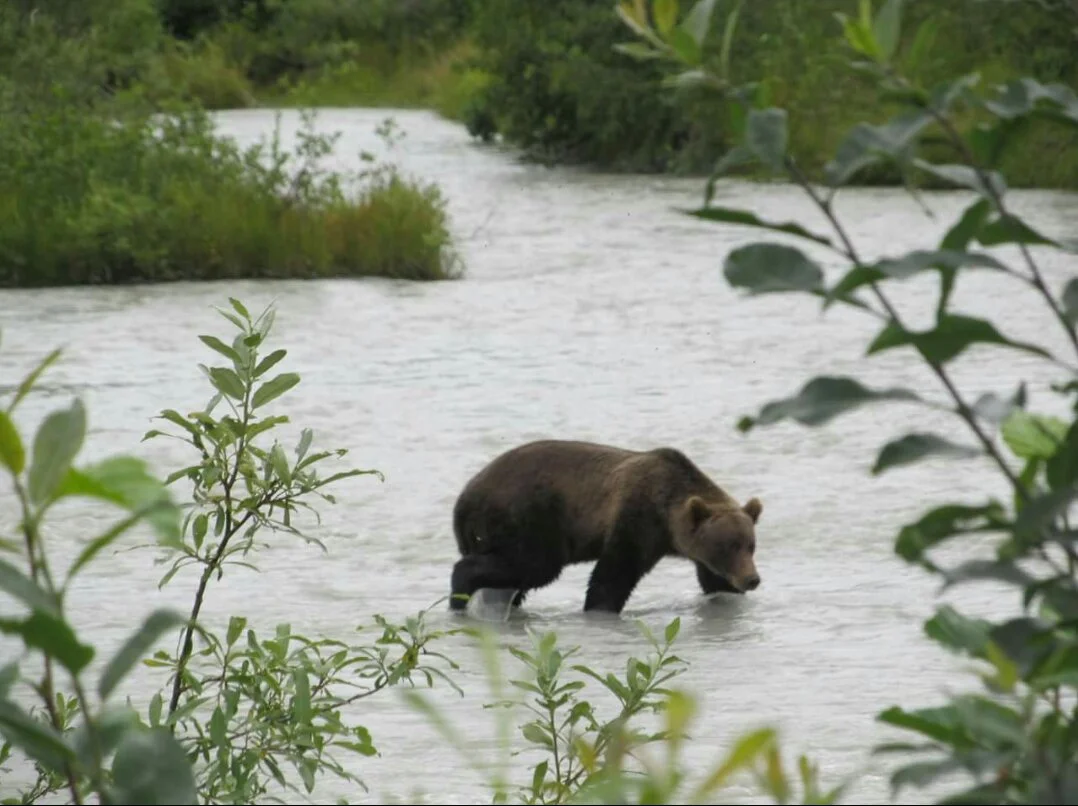 Brownbear,29mile.jpg