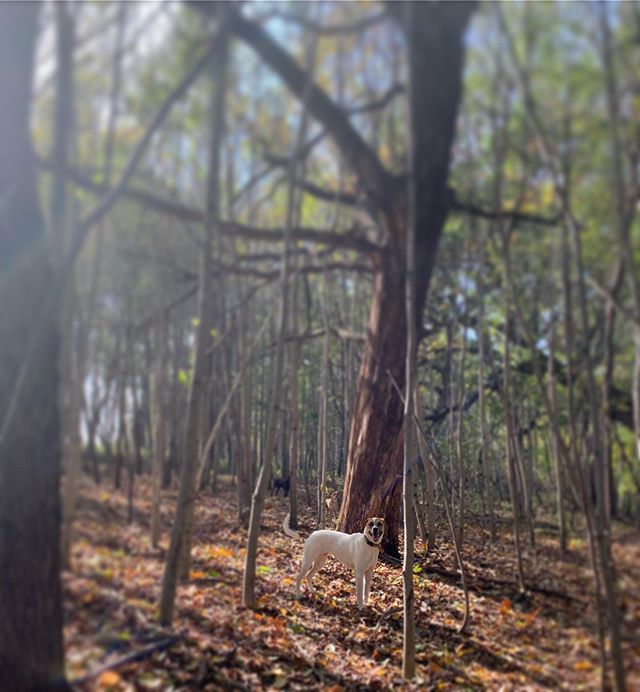 Falltime in the Woods with Rosie
#autumn #woods #rufftrailsmadison #outdoor #dogschool #hiking #dogs #packhikes #dog #behavior #rufftrailshikes #dogsofmadison #rufftrails