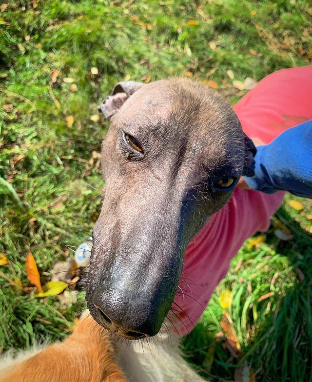 Affection towards ALL animals should never be taken from them. It is earned with trust &amp; respect, then given with sappy eyeballs. Oryx &amp; I are having a special moment here🖤 
#sweet #affection #earned #not #taken #xoloitzcuintli #rufftrailsma