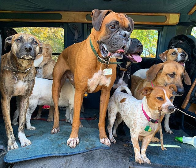 They all are trying to build their modeling portfolios &amp; I&rsquo;m fully supportive of their craft. 
#dogmodels #getthatstick #stickmodel #allthedogs #rufftrailsmadison #outdoor #dogschool #hiking #dogs #packhikes #dog #behavior #rufftrailshikes 