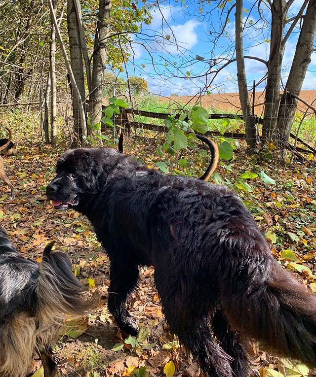 Here&rsquo;s looking at the kind of weather I could stand for another 2 months &amp; the dog who couldn&rsquo;t wait for the snow we got last night. I&rsquo;m SURE he had something to do with it, as I am under the impression all Newfoundland dogs are