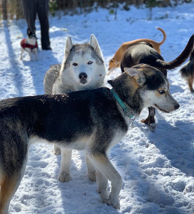 I was trying to get a cute picture of Artemis &amp; here comes Noorvik bumping this pic up to ADORABLE💙 
#huskies #adorable #melting #rufftrailsmadison #outdoor #dogschool #hiking #dogs #packhikes #dog #behavior #rufftrailshikes #dogsofmadison #ruff