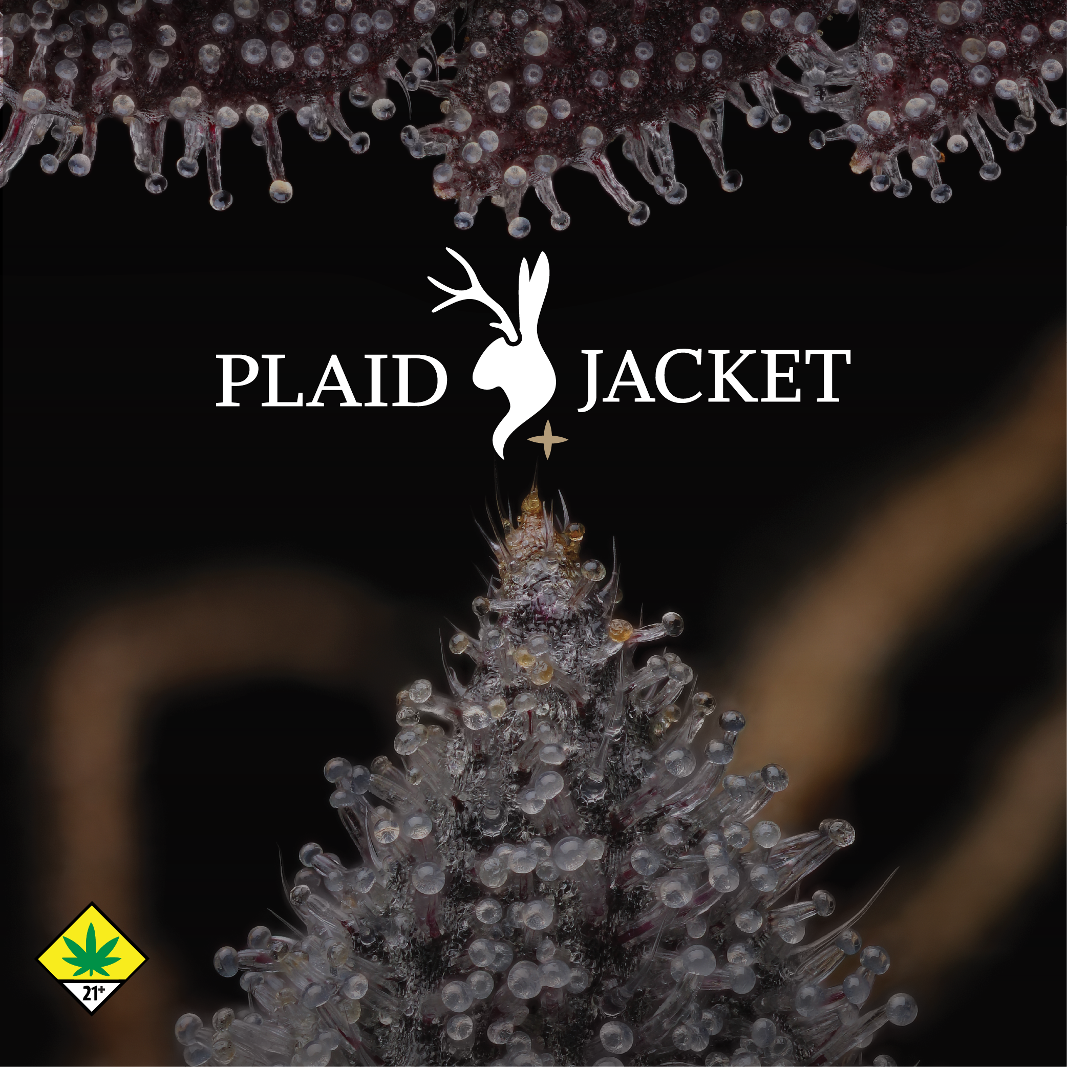 Plaid Jacket Vendor Day - Everett