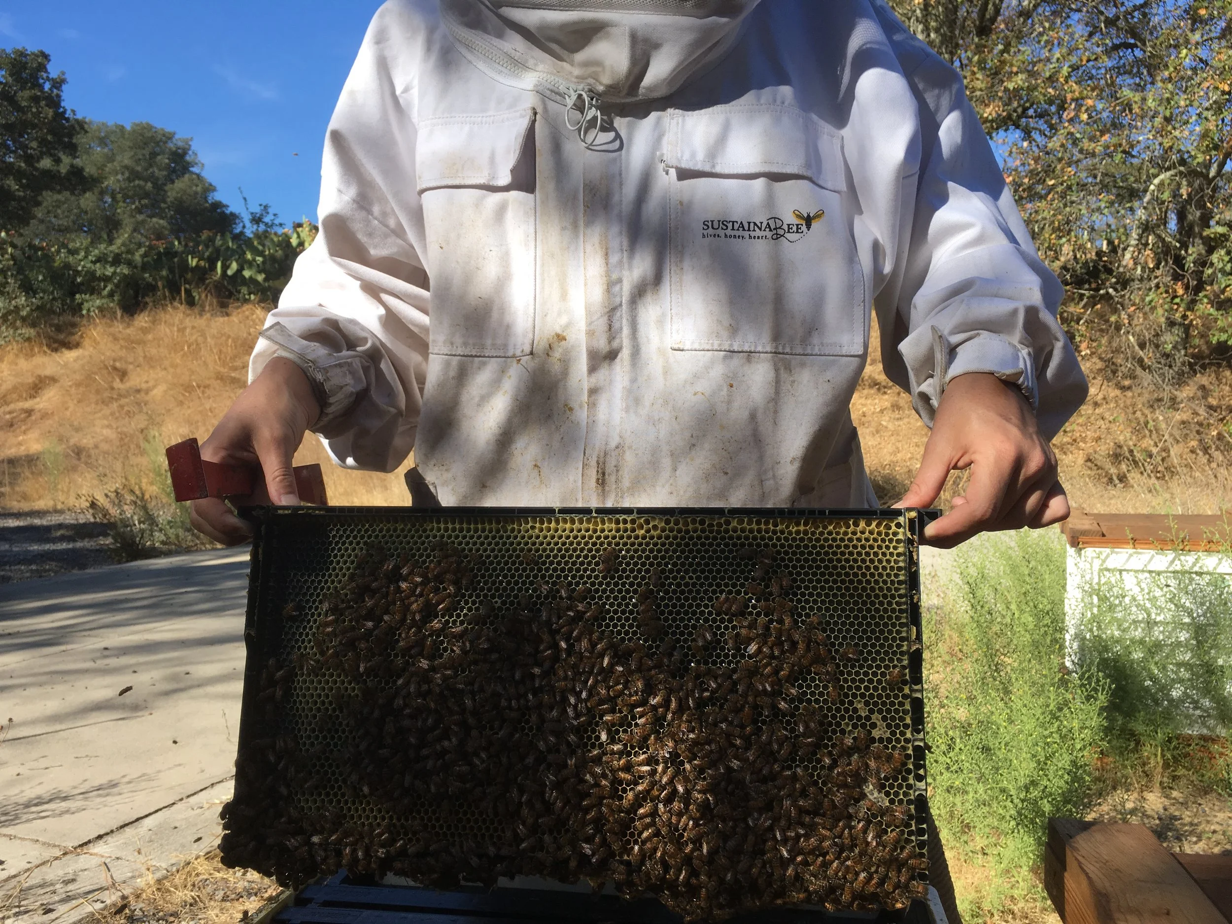 explore our hives -frame of bees.JPG