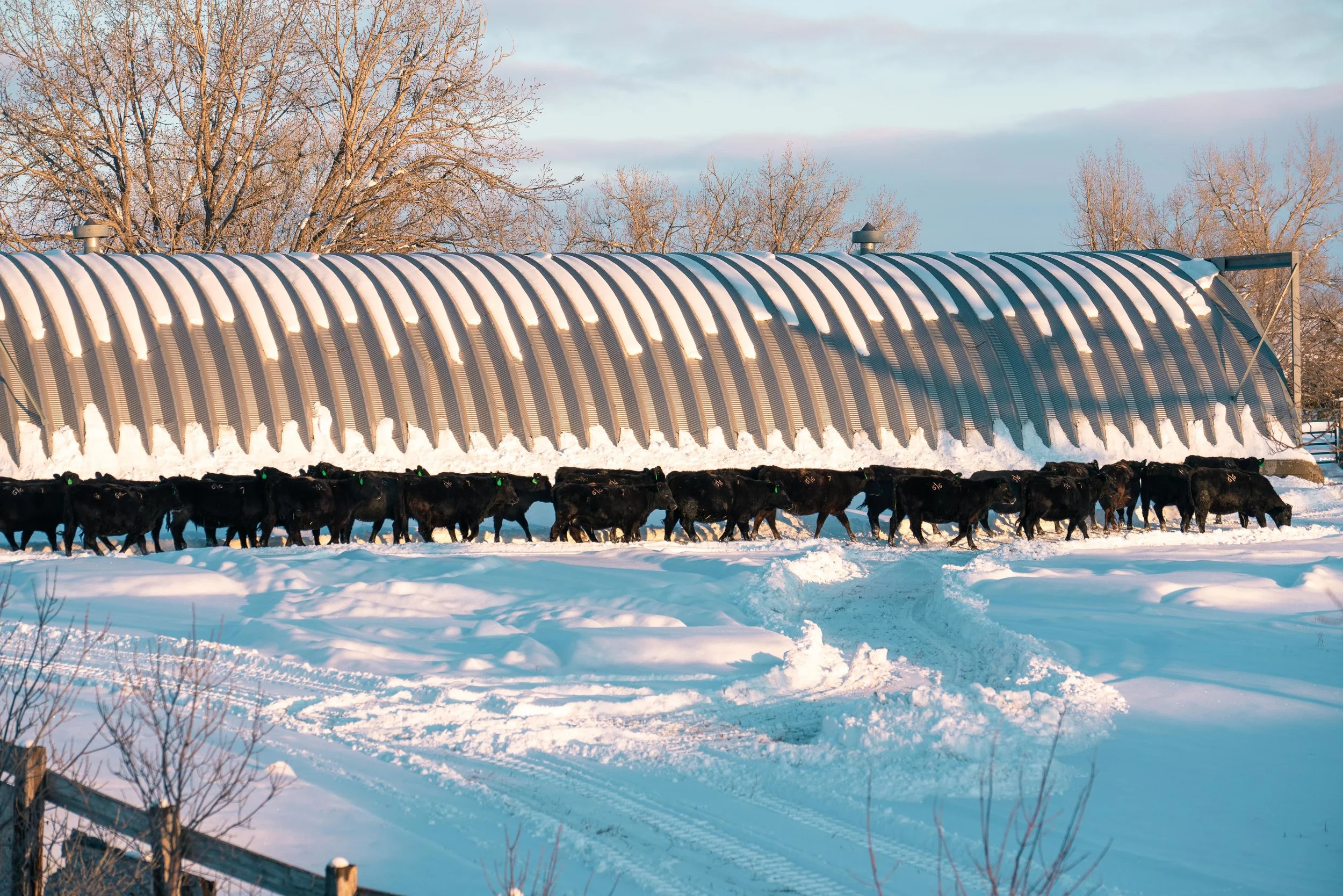 Cows coming into the barn during sunset in eastern Montana.