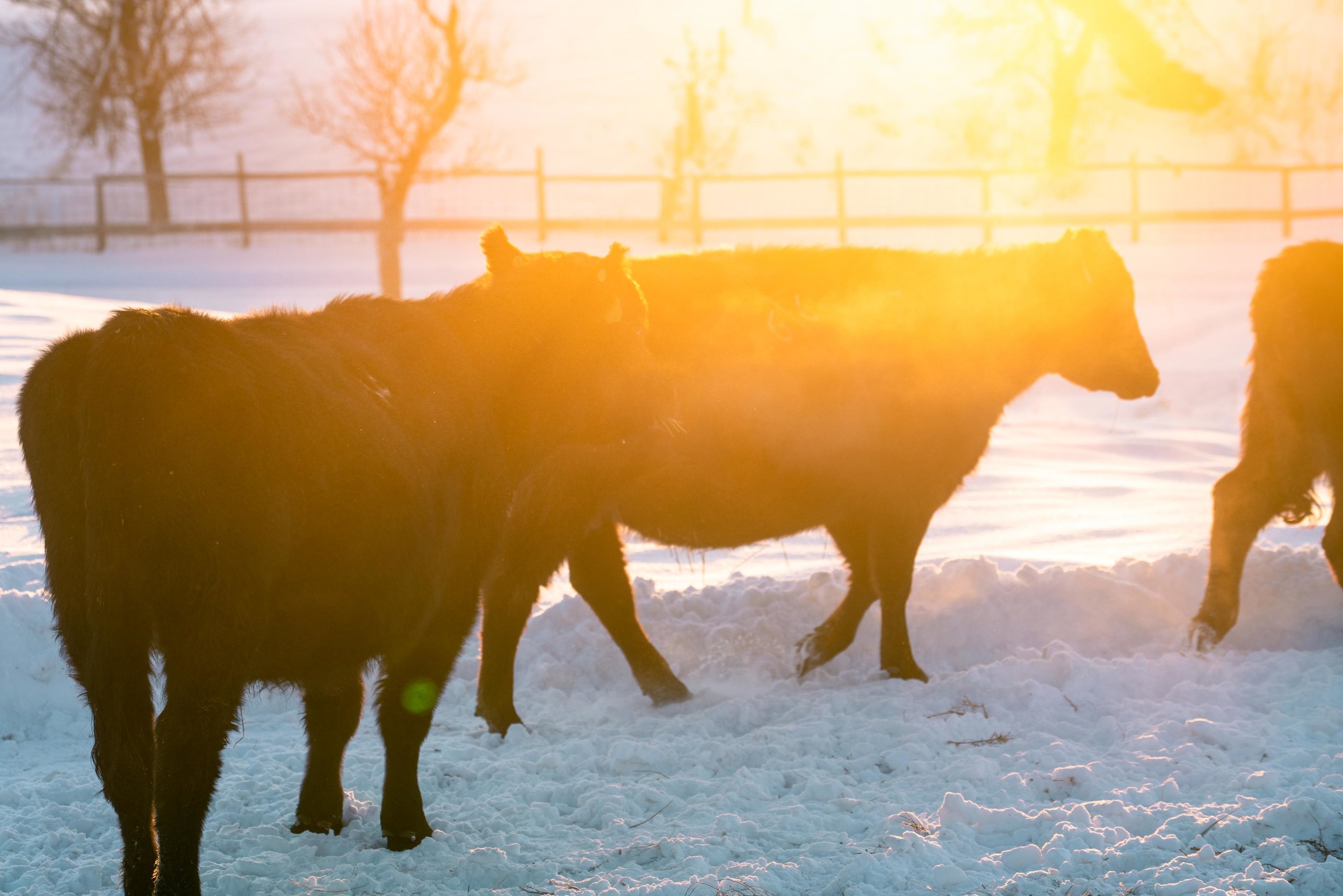 Cows at sunset in eastern Montana.
