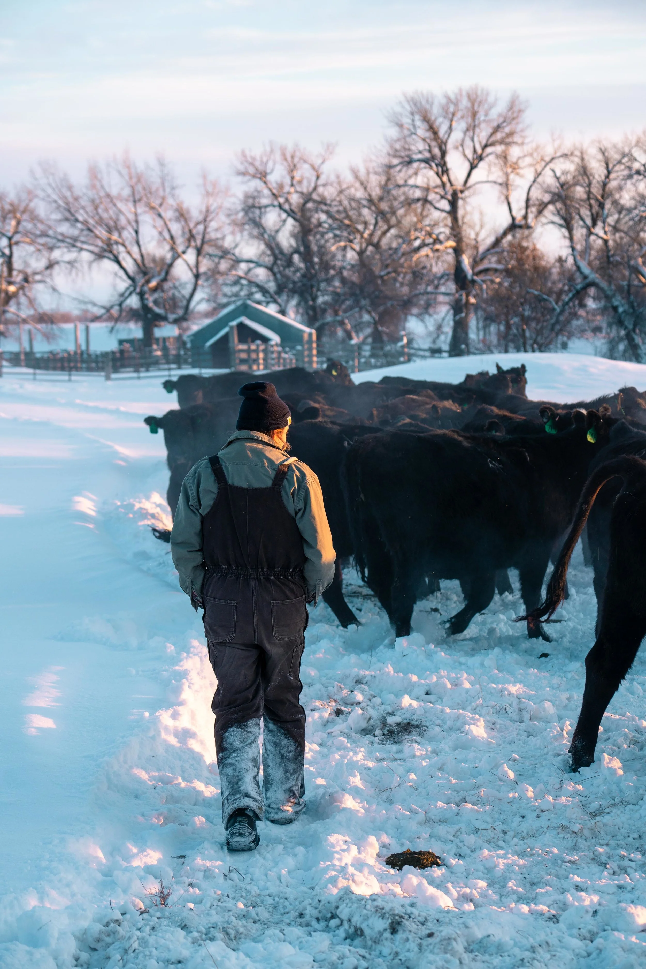 Jenna Flatgard walking through the cows during sunset in eastern Montana.