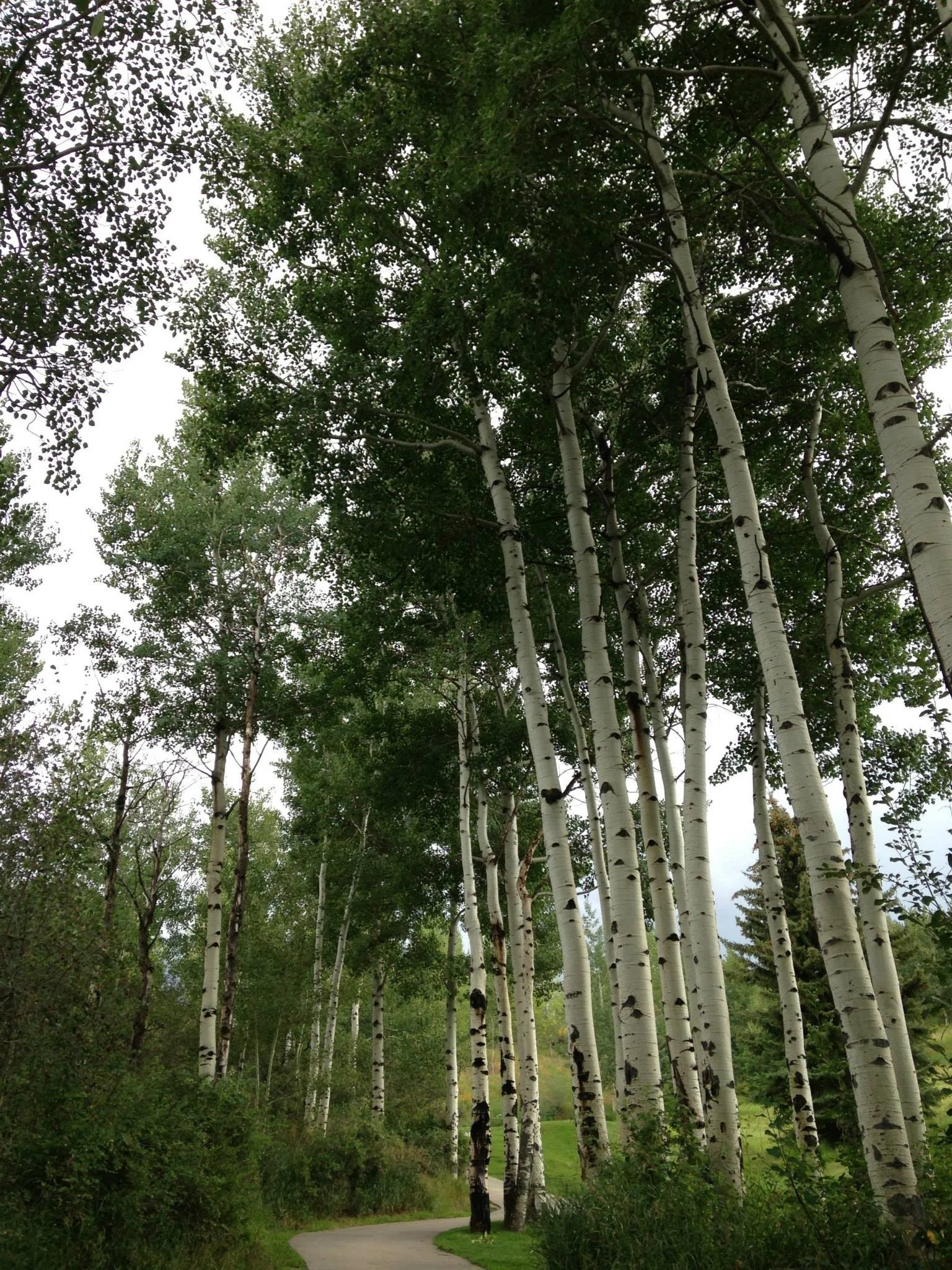 D396D308-5AB5-4A1F-9ADA-21A2EA4224F6.jpeg