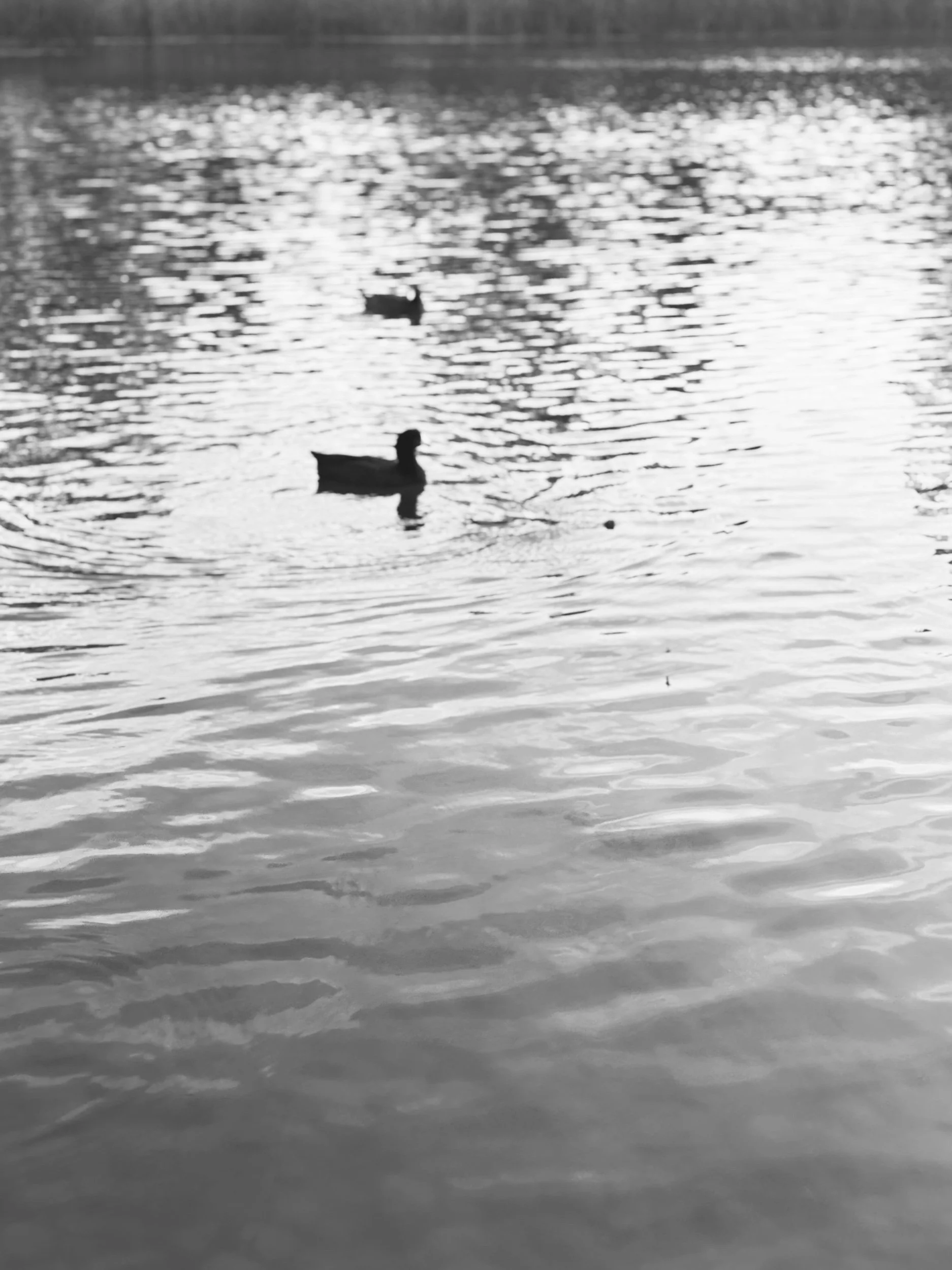 IMG_9109.jpeg