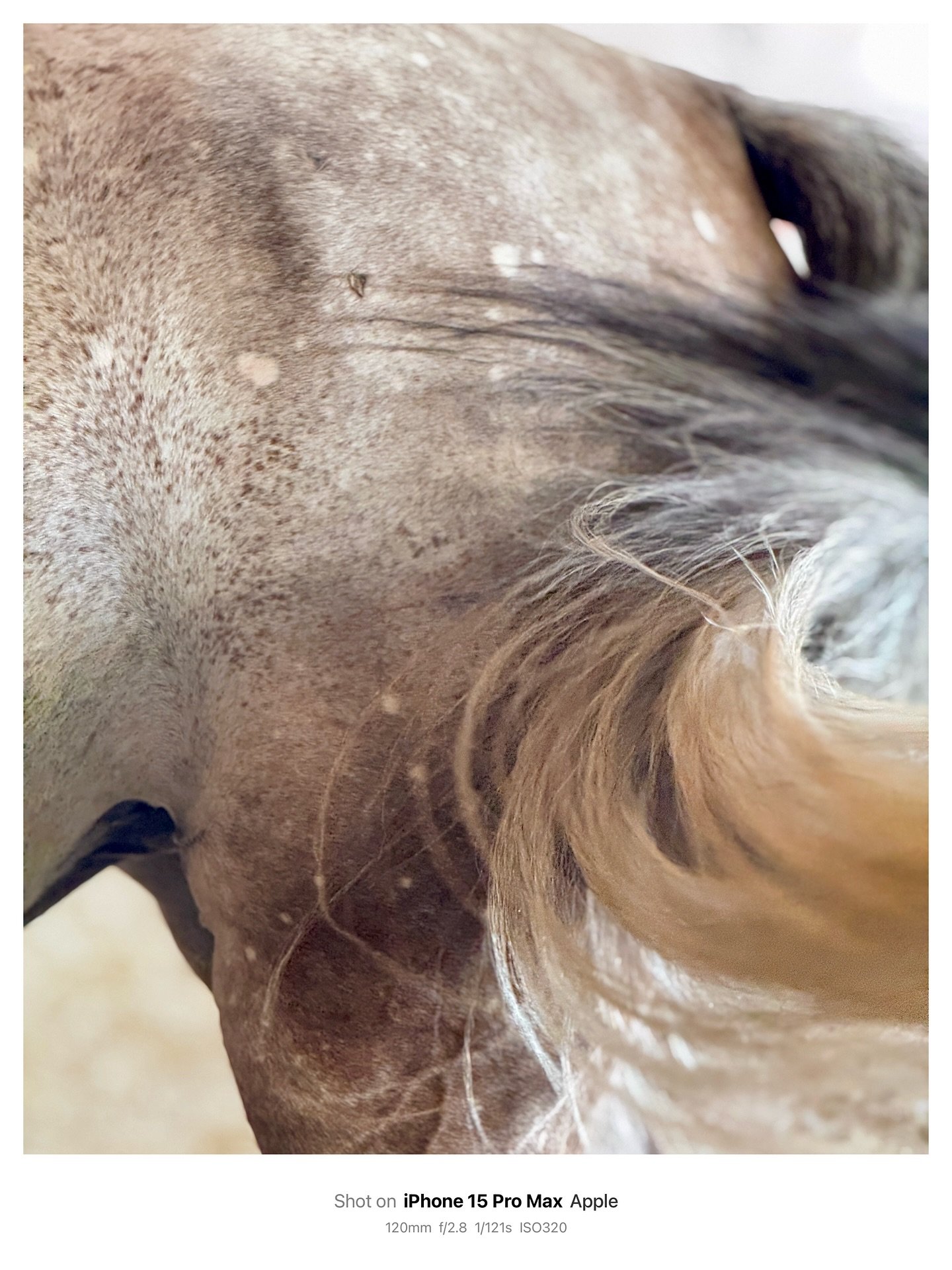 *I love me some birdcatcher spots*
Portrait Mode: Natural Light &bull; Edited with @vsco (al5 preset)