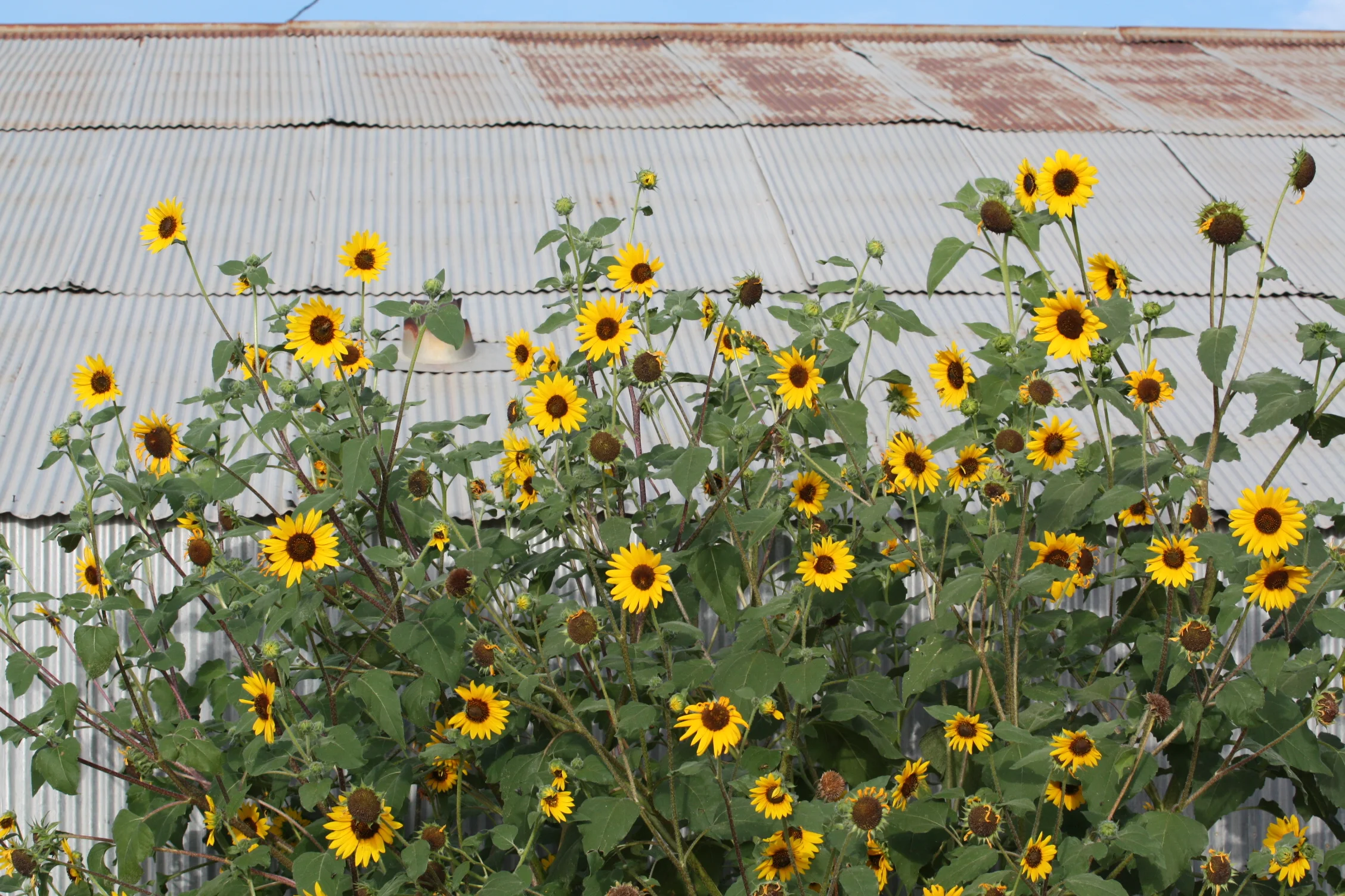 sunflowers by shed 2.JPG