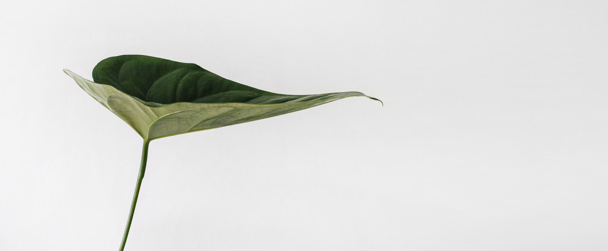 leaf.jpg