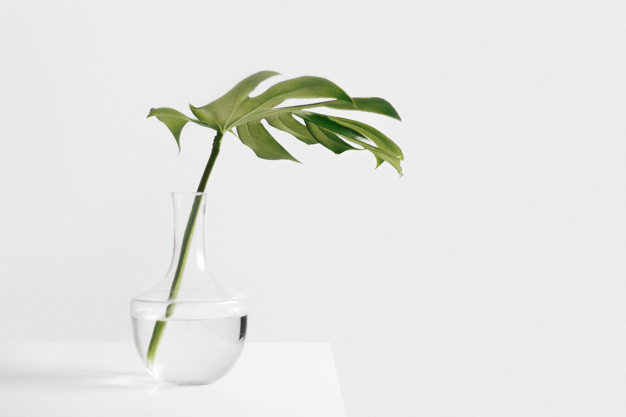 leaf2.jpg