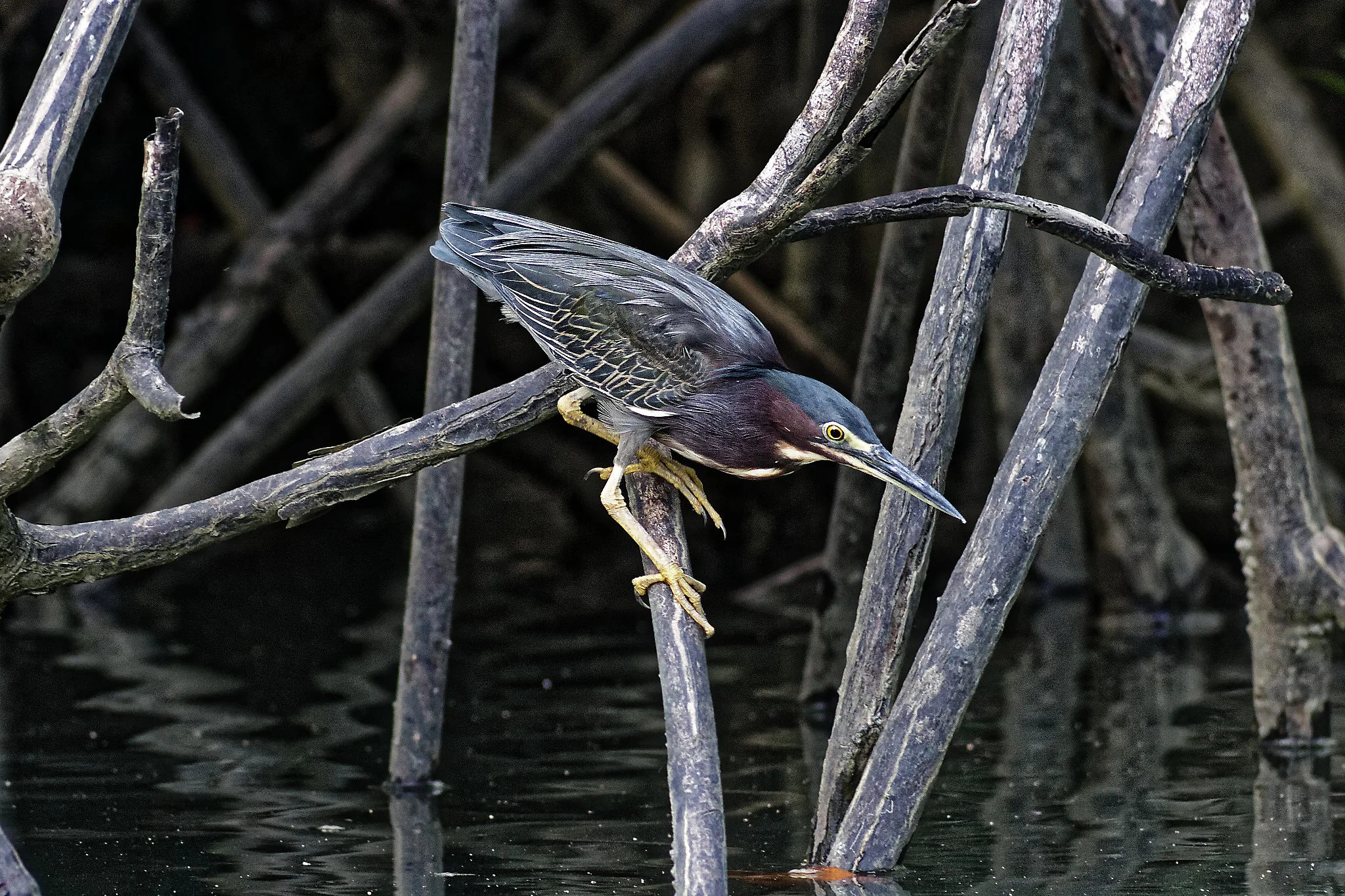 _MG_8534heron.jpg