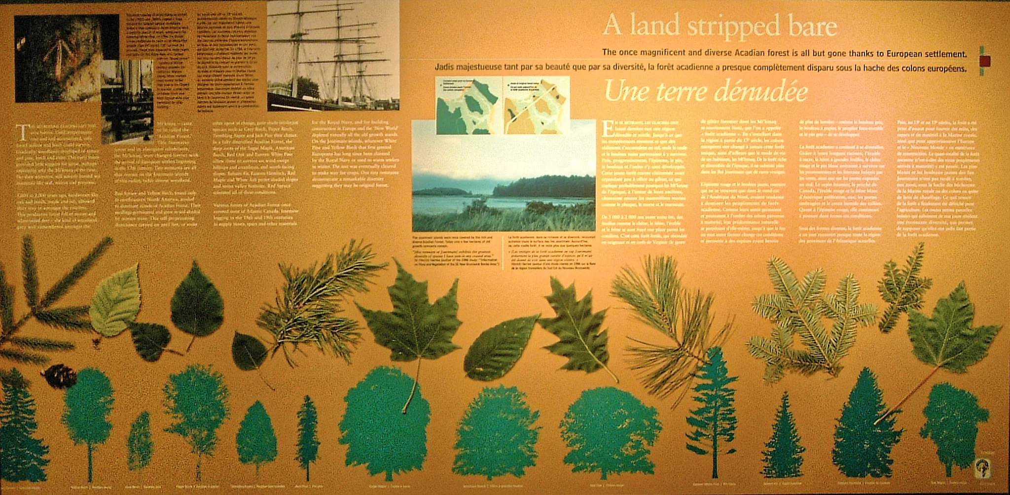 Tree Species & Lumbering History